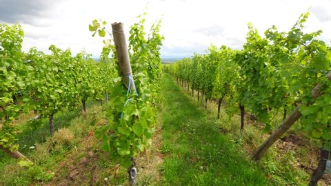 Lush green vine plants, rows of vineyard from side, POV side view, walking along large field. Famous wine-producing place, Alsace at Grand Est region, France