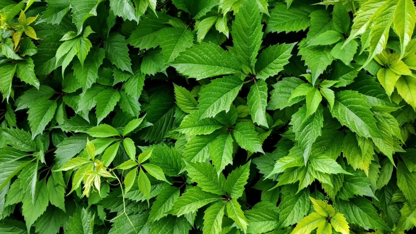 Wild grapes braided the wall close-up