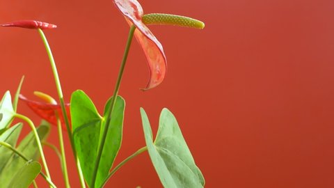 Close-up of blooming anthurium flower. A bright exotic homemade anthurium flower rotates on a bright orange background. Red anthurium blossomed at home. Selective focus. shallow depth of field