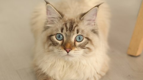 Close up of British longhair cat looking up into camera. 