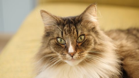 Close up face of relaxed Norwegian longhair cat. 