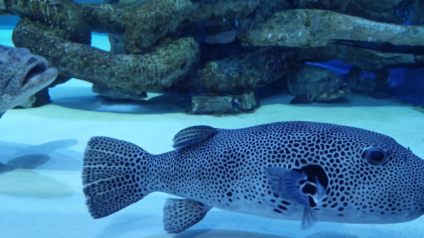 Closeup of orange spotted grouper fish,Epinephelus coioides and starry puffer (Arothron stellatus).
