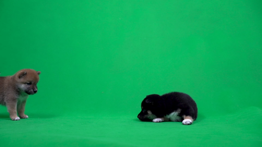 Cute Shiba inu dog. Two Puppy dogs playing on Green screen background.