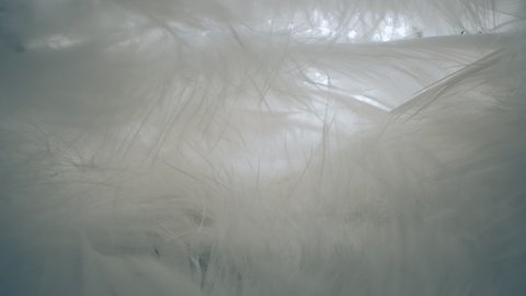 Inside the feathers of an animal close-up. Soft bird fluff.