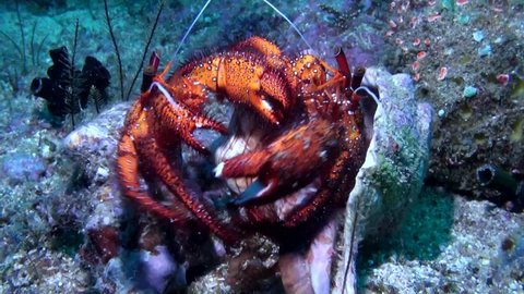 
Pair of Hairy Red Hermit Crab fighting (Dardanus lagopodes) - Philippines