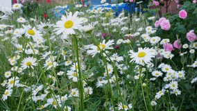 Chamomile flowers field in nature. Beautiful nature scene with blooming medical camomiles in sun flare. Growth of medicinal plants in the natural environment. Raw materials for folk medicine