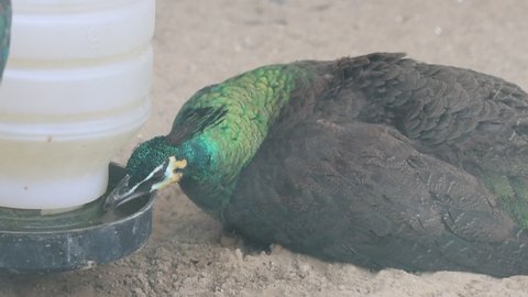 Green Peafowl Is Siting Isolated 120fps Slow Motion