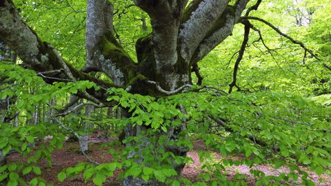 Beech forest in spring in Arno's Labyrinth. Sierra de Entzia. Alava province. Basque Country, Spain, Europe