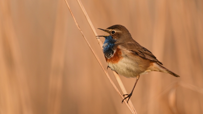 Bluethroat bird close up. ( Luscinia svecica )