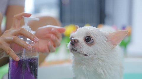 Slow motion 4k. Woman taking a bath with a short haire white Chihuahua in the garden at house. The dog is in a small shower tub. She uses sprinkler to clean the dirt and shampoo from the dog.