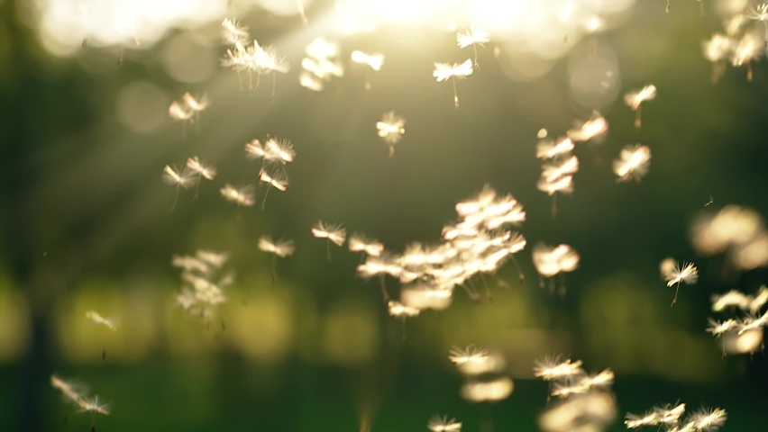 Dandelion seeds flying at the sunset | Shutterstock HD Video #1074606944