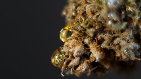 Close up golden oil drop falling from cannabis bud. Marijuana concentrates. CBD honey. 4k macro video