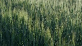 The green ears of grain. Wheat wind shakes