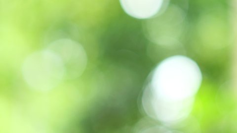 4K seamless loop beautiful blurry green nature bokeh background. Sunlight shining through the leaves of trees, Natural blurred background. Bright morning sunshine through green bokeh of fresh foliage.