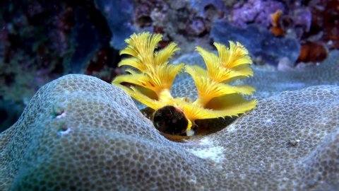 pic Yellow Christmas Tree Worm shutterstock