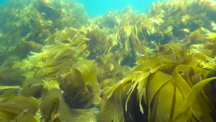 Laminaria kelp algae seaweeds underwater in the ocean, Atlantic, Spain, Galicia Royalty-Free Stock Footage #1074612923