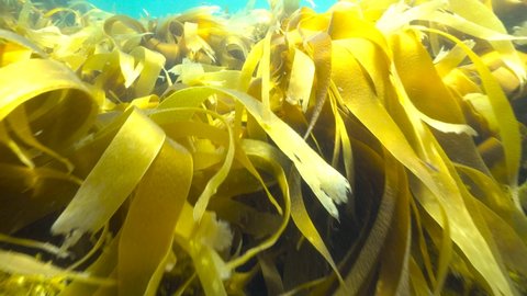 Laminaria kelp algae seaweeds underwater in the ocean, Atlantic, Spain, Galicia