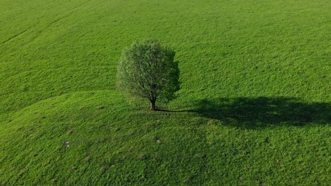 A lone tree in a green meadow in sunny weather. The drone flies around the tree.