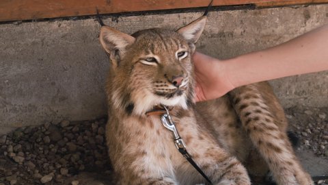 Lynx. People touching petting a domestic sleepy lynx
