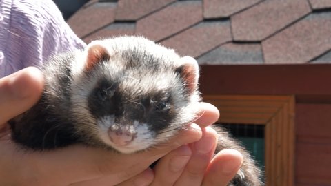 Little cute ferret sitting on woman's hands and yawning 