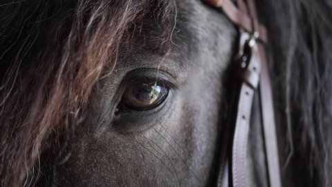 Horse eye closeup in a stable slow motion cinematic 4k shot