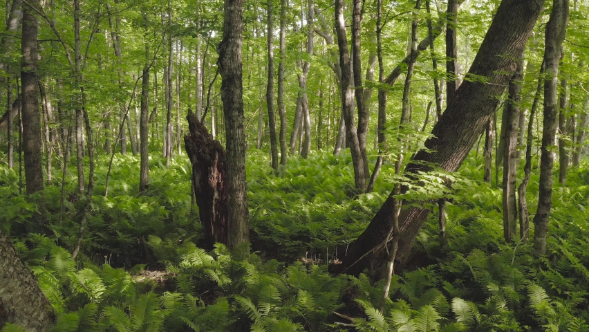 Tracking through lush vibrant woods dense fern coverage