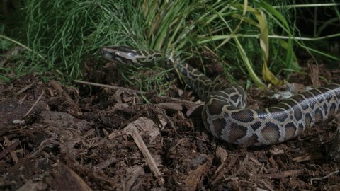 Slithering juvenile Burmese python in the grass