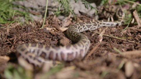 Freshly hatched baby burmese python slithering through the dirt in a forest floor