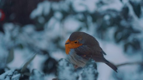 European robin on snowy branch, Veluwe National Park, Netherlands, focus pull close up