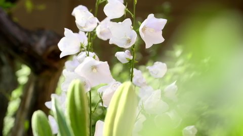 White Campanula sway in wind in bright summer day. Flower Hand bells (Latin of Campanula Appeal, Campanula Muralis) growing outdoors. Nature background