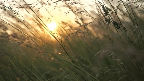 Grass and sun nature background at morning. Slow motion