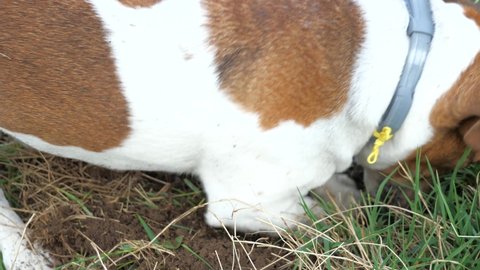 Jack russell dog digging a hole in the meadoow grass on summer holiday vacation