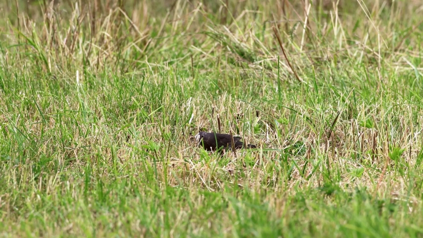 A leucistic blackbird with a showy white head 