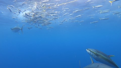 Tuna Swimming in Deep blue water, Yellowfin Tuna on hunt 