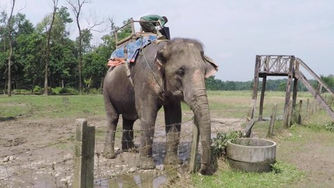 Chitwan, Nepal - June 1 2018: Male nepali taking care of elephant. Feeding elephant at Chitwan.
