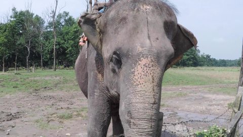 Close up view of elephnat while feeding at Chitwan.