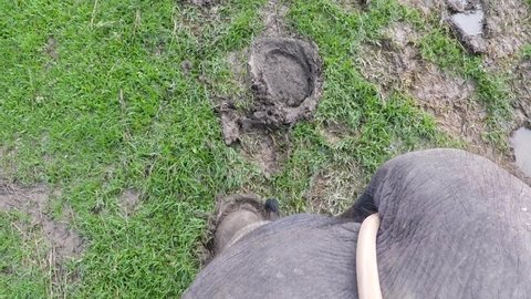 Close up view of walking elephant from his back at Chitwan. huge elephant tracks. 