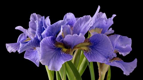 Time-lapse of growing blue, purple bouquet of irises flower. Spring flowers irises blooming on black background. Macro, 4k. Concept: easter, spring, Love, birthday, valentine's day, holidays