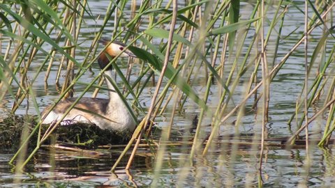 Great crested grebe on the shores of Lake Reed sits in a nest. Podiceps cristatus