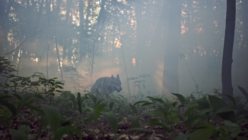 Silhouette of a gray wolf running and stopping in the woods. Slowed video of a wild dangerous animal hunter in the mystical nature in the morning. | Shutterstock HD Video #1074642686