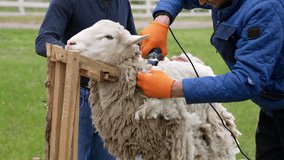 Shearer trimming wool sheep. Wool sheared off from sheep by farmer.