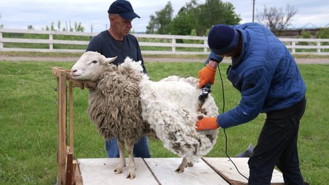 Agricultural farmer shearing the sheep. White wool shearing from the sheep.