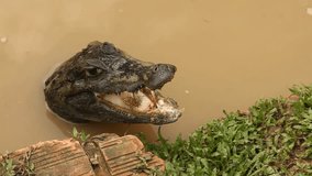 Video-footage: caiman in south america in the Amazon Basin