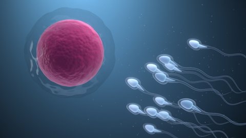 The union of sperm and an egg cell, 3d rendering.