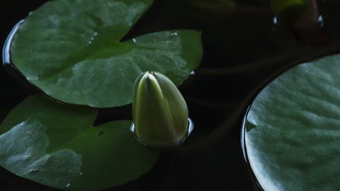 Closeup timelapse pink lotus flower opening, waterlily blooming in time lapse.