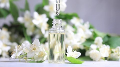 Jasmine essential oil is dripped into a dropper on a background of jasmine.