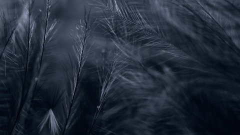 Slow motion black feather background.