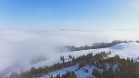 Steep mountain slopes covered with lush evergreen trees and snow-white fluffy snow with a place for skiers and snowboarders to descend, aerial UHD 4K video