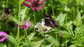 close up HD video of beautiful black butterfly on white flower in the flower field