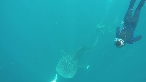 TAO, THAILAND - 7 JULY 2019: Marine scuba diving. Not aggressive friendly giant whale shark feeds on plankton in ocean. Aquatic ecosystem. Water extreme sport. Not dangerous whaleshark under sea.
